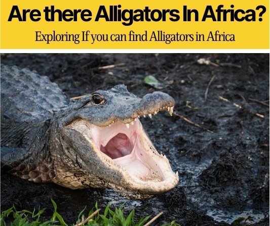 Are there alligators in africa