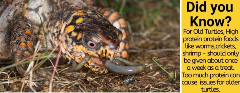 is-it-ok-to-only-feed-box-turtle-worms-castor-thereld73