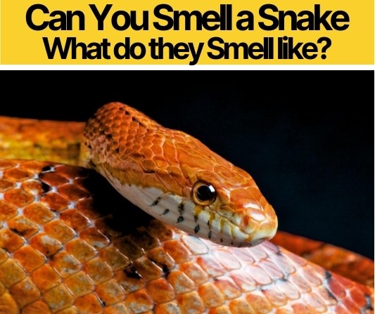 Can You Smell a Snake