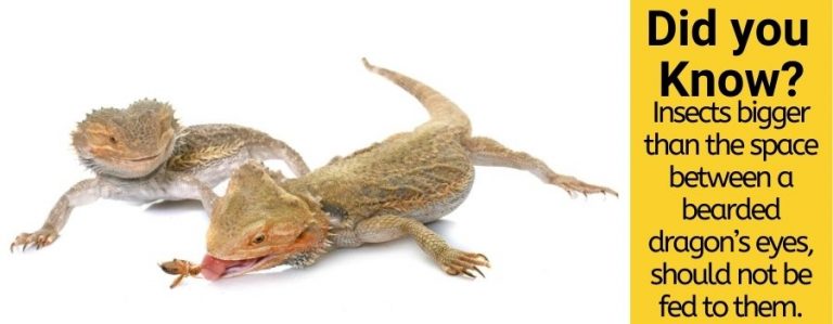 download mealworms for bearded dragons