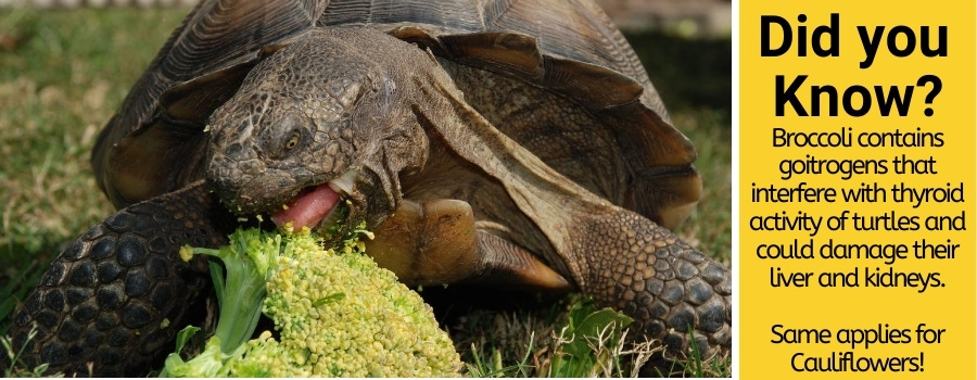Can turtles and tortoises eat broccoli