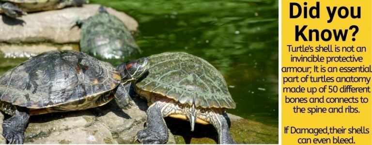 Do Turtles Have Nerves in Their Shells -Do they Feel Touches?