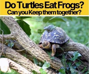 Do Turtles Eat Frogs – Which Turtles Can eat Frogs?