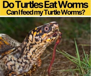 Do Turtles Eat Worms- Can I feed my Turtle Worms?