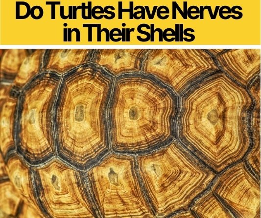 Do Turtles Have Nerves in Their Shells