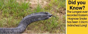 How Big Do Hognose Snakes Get – Eastern,Western& Southern