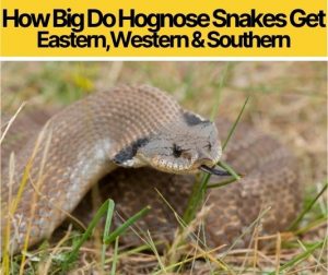 How Big Do Hognose Snakes Get – Eastern,Western& Southern