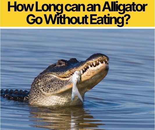 How Long can an Alligator Go Without Eating