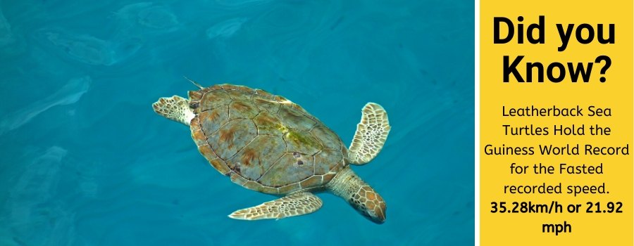 how fast can sea turtles swim