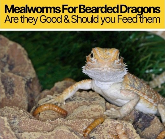 Mealworms For Bearded Dragons