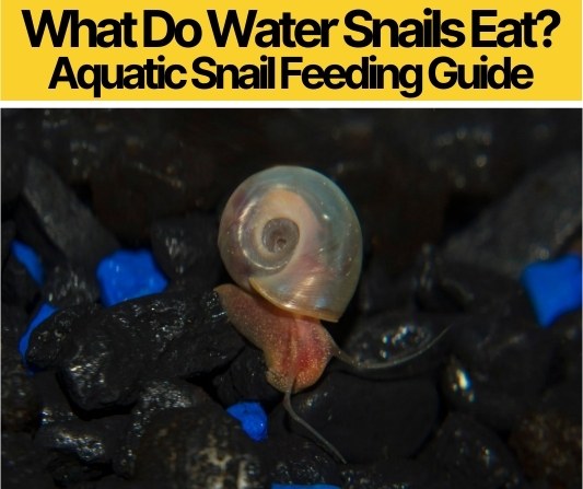 What Do Water Snails Eat
