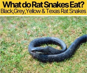 What Do Rat Snakes Eat – Black,grey,yellow,texas Rat Snakes