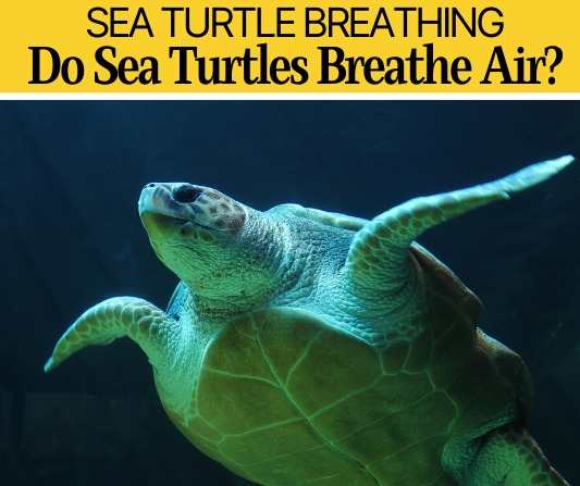 do Sea Turtles Breathe Air