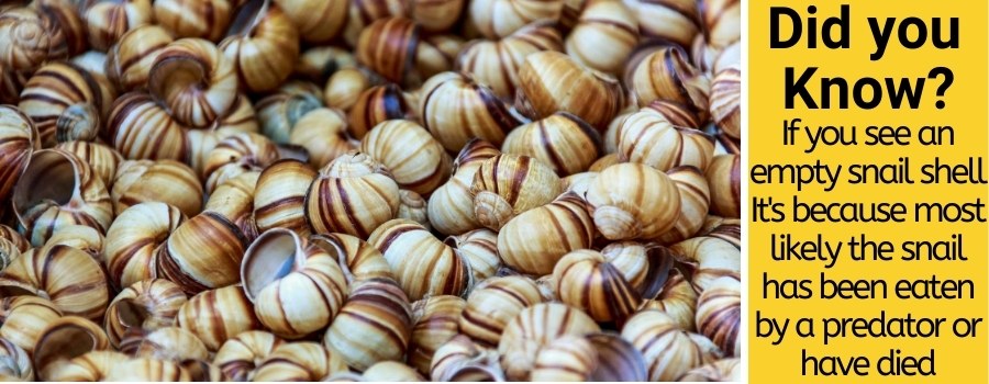 do snails change shells