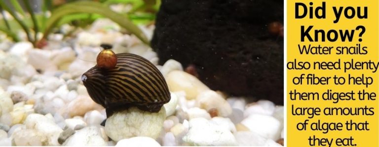 What Do Water Snails Eat -Aquatic Snail Feeding Guide