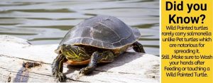 What do Painted Turtles Eat in The Wild – What To Feed them