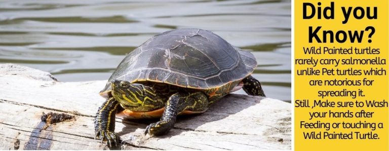 how-often-do-painted-turtles-eat-the-pet-town