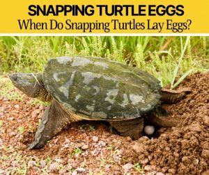 When Do Snapping Turtles Lay Eggs -How Many and Where?