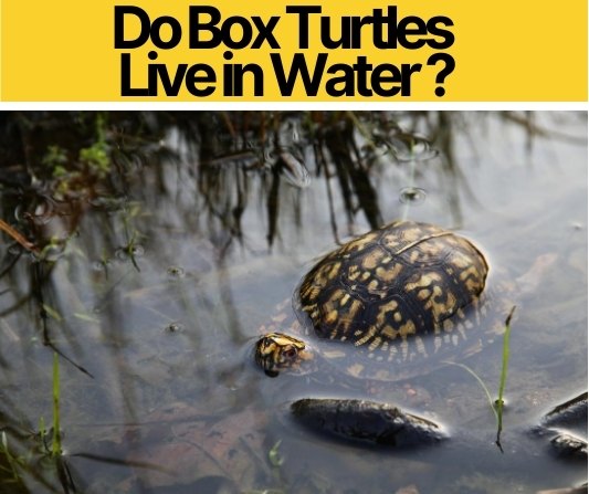 Do Box Turtles Live in Water